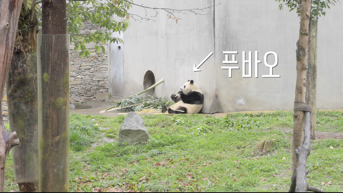 중국 청두 워룽 선수핑 판다기지 푸바오 실물 대나무 먹는 모습 에버랜드 반환 판다